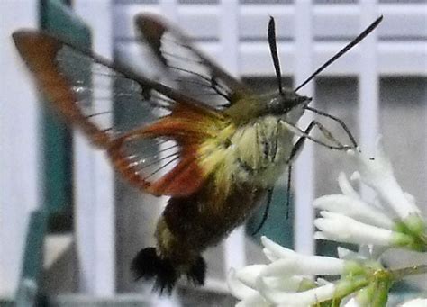 Hummingbird Clearwing Moth Essential Facts And Tips What S That Bug