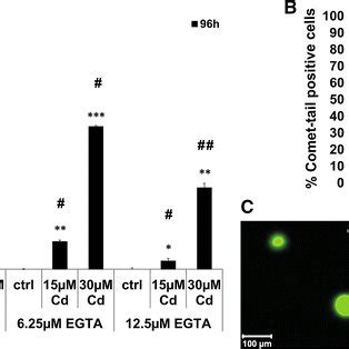 Inhibition Of Cd Toxicity By Egta And The Effect Of Cd On Endothelial