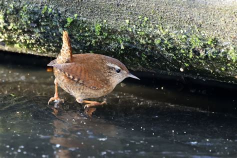 Garden Birds Starling To Wren