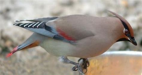 Japanese waxwing - Alchetron, The Free Social Encyclopedia