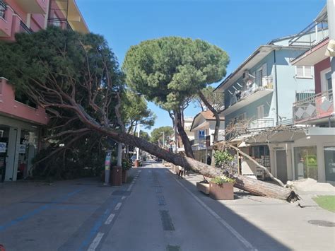 Maltempo Forte Vento Sulla Costa Romagnola Enorme Pino Crolla A