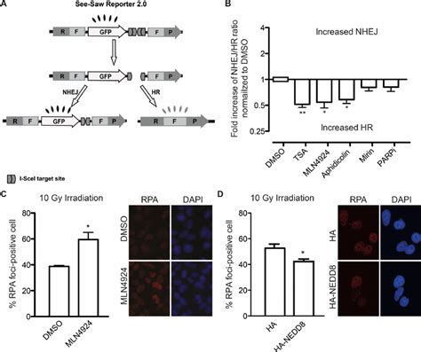 Protein Neddylation Inhibits Ctip Mediated Dna End Resection And Hr