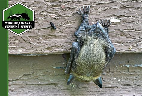 Wildlife Removal Services Expert Wildlife Removal Team