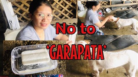 Ticks Out Anti Tick And Fleas Tips Sa Mabisang Pantanggal Ng Garapata