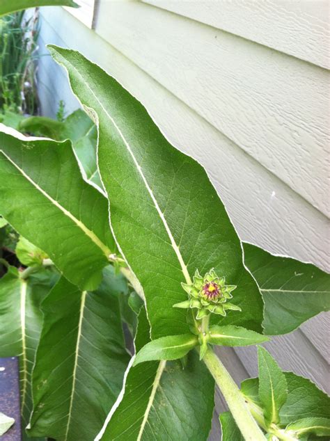 Free Images Tree Nature Leaf Flower Food Green Produce Botany