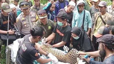 Macan Tutul Dan Macan Kumbang Terekam Bersama Di Gunung Gede Pangrango