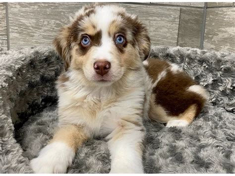 Blue Merle Miniature Australian Shepherd
