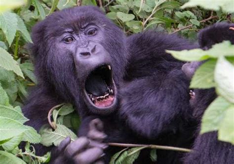 Rwanda Gorilla Tracking Cultural Village Lake Kivu Tour Days