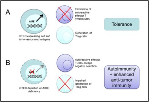 Genetic Basis Of Autoimmunity Flashcards Quizlet