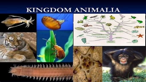 Kingdom Animalia Explanation Of Kingdom Animalia Biological