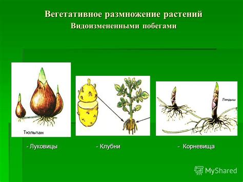 Размножения растений: Типы размножения — урок. Биология, 6 класс.