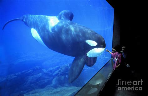 Keiko The Killer Whale Oregon Coast Aquarium Pat Hathaway Photo 1996