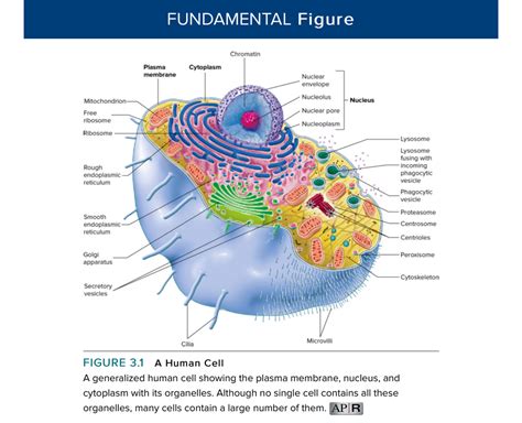 Cell Parts Functions Diagram Quizlet