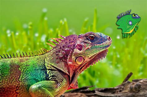 Wholesale Reptile Suppliers Strictly Reptiles Inc