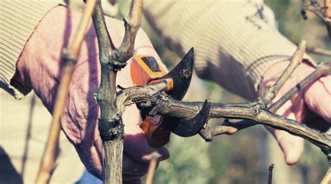 How To Prune Your Grapevine A Beginners Guide