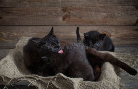 Mother Cat with Kittens Sleeping Stock Image - Image of baby ...