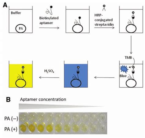 Aptamer Based Enzyme Linked Immunosorbent Assay Elisa A Schematic Download Scientific