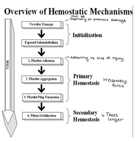 Exam V 1º Hemostasis Flashcards Quizlet