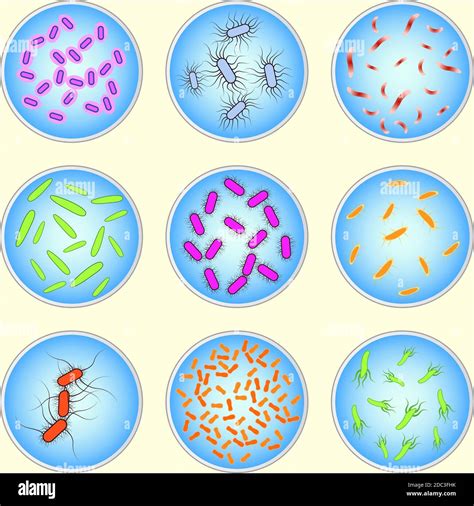 List 96 Pictures Different Types Of Microorganisms With Pictures Updated