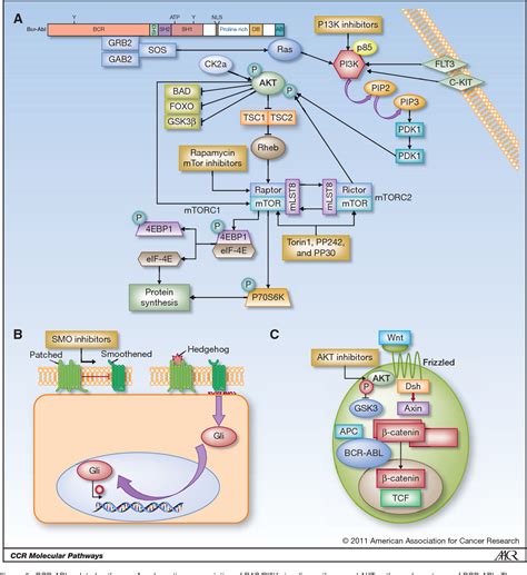 PDF Molecular Pathways Molecular Pathways BCR ABL Semantic Scholar