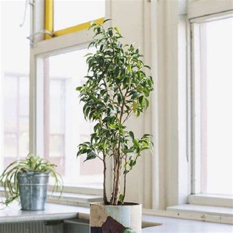 Ficus Benjamina Dicas De Como Cuidar Da Planta Em Vaso E No Jardim