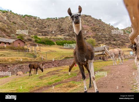 Peruvian Llama Farm Of Llama Alpaca Vicuna In Peru South America