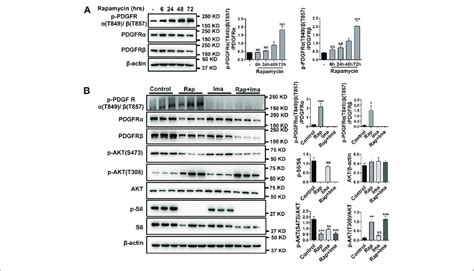 Imatinib Inhibits Phosphorylation Of Pdgfr Induced By Rapamycin In