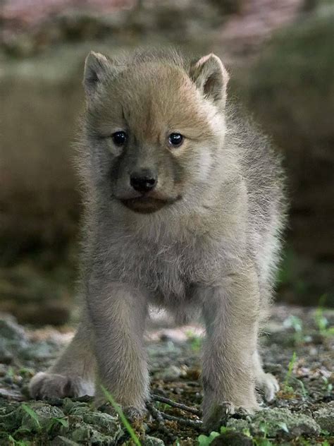 Aw So Cute Baby Wolves Cute Baby Animals Baby Animals