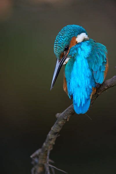 Ijsvogel Beekjuweel Van Ijsvogels Nl Corn Van Oosterhout Op Canvas