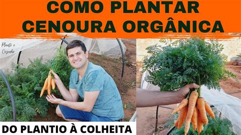 Como Plantar Cenoura Org Nica Na Horta De Casa Da Forma Certa Completo