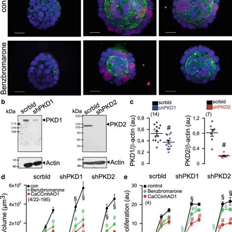 Role Of Tmem16a In Plasma Membrane And Primary Cilium Of Mdck Cells A Download Scientific