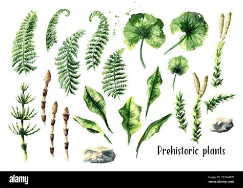 Cretaceous period plants hi-res stock photography and images - Alamy