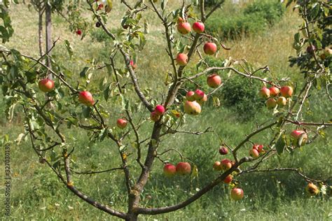 Rote kleine Äpfel am Baum Malus sylvestris Malus domestica Stock