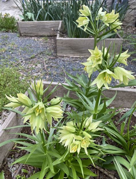 Fritillaria Raddeana Mary Anne Mohanraj