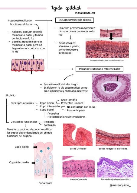 Esquema Tejido Epitelial Udocz The Best Porn Website Vrogue Co 39556