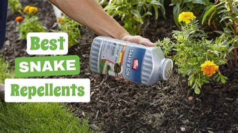 Best Snake Repellents Keeping Your Property Snake Free And Safe The