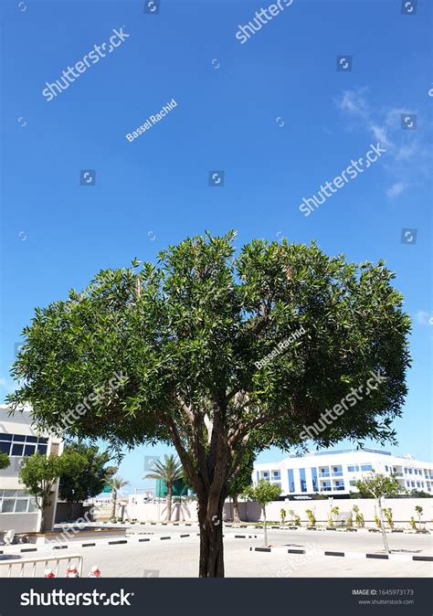 Conocarpus Trees Stunning View Stock Photo 1645973173 | Shutterstock