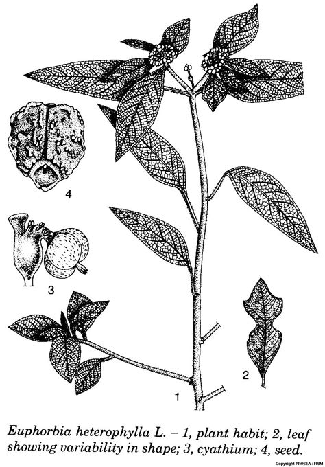 Euphorbia Heterophylla L Globinmed
