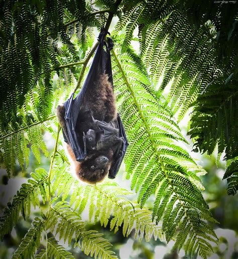 Ryukyu flying fox – Bats of Okinawa | Okinawa Nature Photography