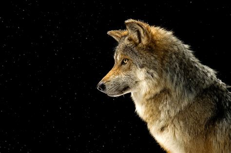 Federally Endangered Mexican Gray Wolf Canis Lupus Baileyi Joel Sartore