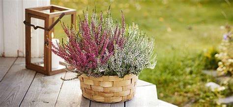 Ljung Plantering Och Skötsel Växtguide Från Plantagen Plants Garden