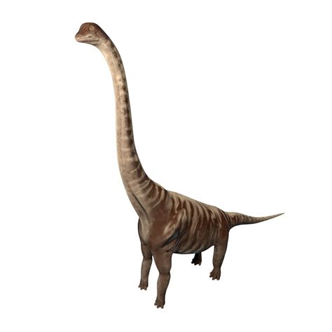Supersaurus dinosaur rigged 3D model - TurboSquid 1303511