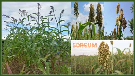 TEKNOLOGI BUDIDAYA SORGUM Sorghum Bicolor L Moench