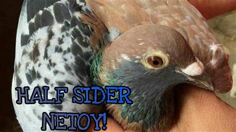 Half Sider Netoy Kalapati Pigeon Youtube