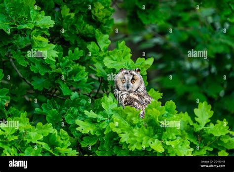 Long Eared Owl Asio Otus Also Known As Lesser Horned Owl Stock Photo