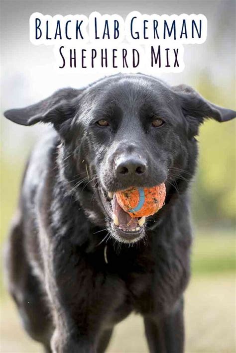 Black Lab German Shepherd Mix - Is This The Perfect Loyal Crossbreed?