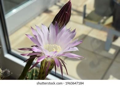 Cactus Grandiflorus Images Stock Photos Vectors Shutterstock