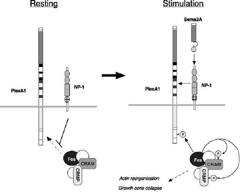 A Schematic Model Of Sema A Signaling Mediated By Fes Sema A Receptors