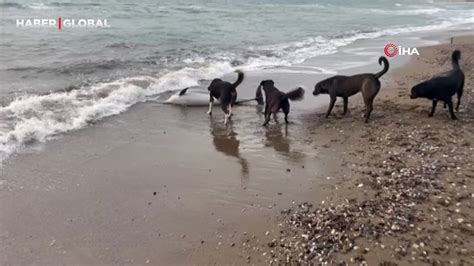 Bodrum Da Karaya Vuran Yunusu Kurtarmak I In Saatlerce Ter D Kt Ler