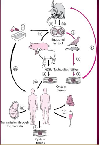 Cart Es Toxoplasma Gondii Quizlet